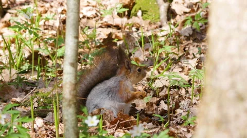 A red squirrel is gnawing something sitting in the grass Stock-Footage 244260145