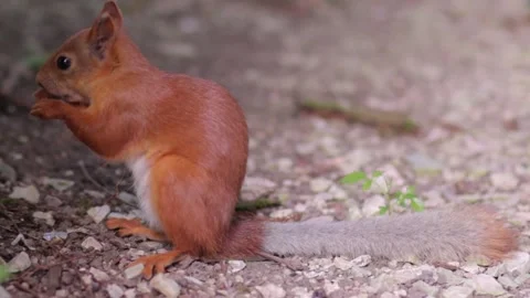 Red squirrel gnaws crust of bread close-up. Stock Footage 145945310