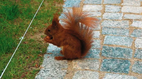 Red Squirrel Gnaws a Nut Stock Footage 64484392