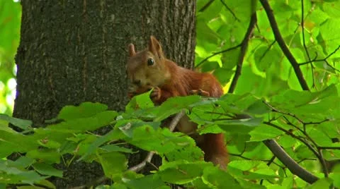 Red squirrel gnaws  nut on a tree branch Stockbeeldmateriaal 11446818