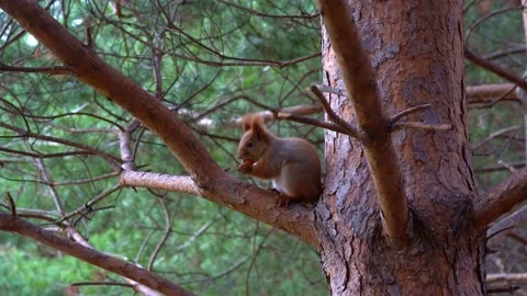 A red squirrel gnaws on a nut while sitting in a tree. Stock Footage 223003403