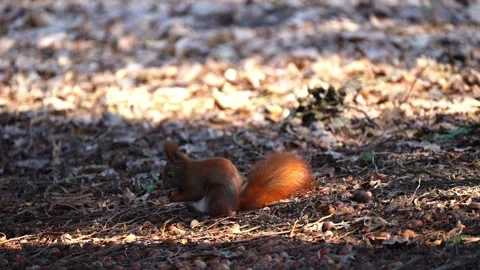 A red squirrel gnaws on nuts on the ground in a park Stock Footage 331605483