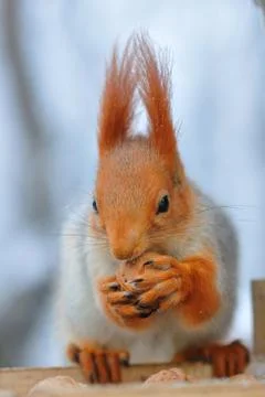 Red squirrel gnaws nuts Stock Photos