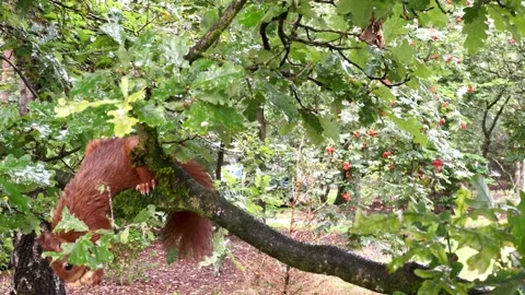 Red squirrel grabs a peanut and eats it on the branch of an oak tree Stock-Footage 159999815