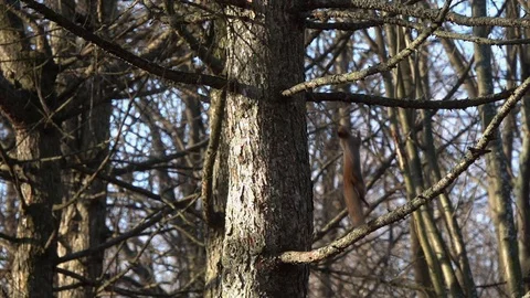 Red Squirrel gracefully jumps from branch to branch, slow motion Stock Footage 120328845