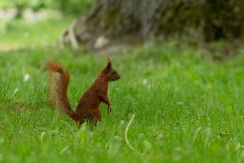 Red Squirrel in the grass look around. Wild animal in garden at summer sunn.. Stock Photos