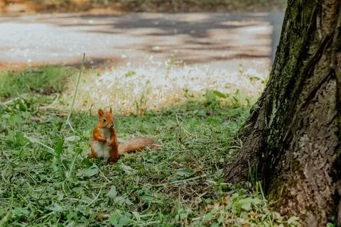 Red squirrel on the grass Stock Photos