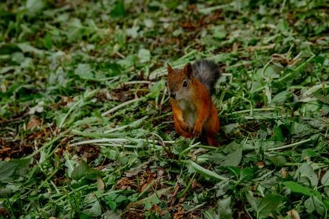Red squirrel on the grass Stock Photos