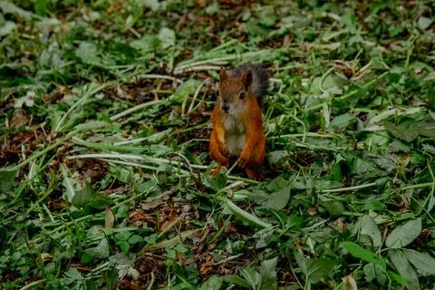 Red squirrel on the grass Stock Photos