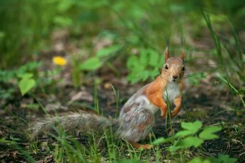 Red squirrel with a gray-haired back Stock Photos