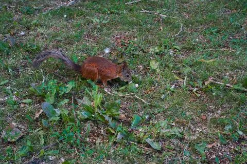 Red squirrel with a gray tail and a nut in its teeth on green grass, side view. Stock Photos