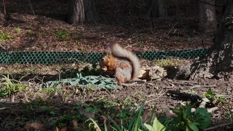 Red squirrel with a gray tail sits on the ground and gnaws on hazelnuts Stock Footage 189900083