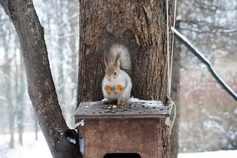 A red squirrel in grey winter coat stands and eats on a bird feeder in the park. Stock Photos