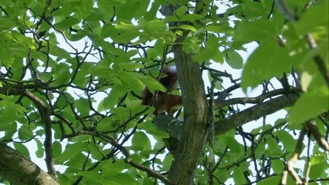 Red squirrel grooming in tree Stock Footage 311364370
