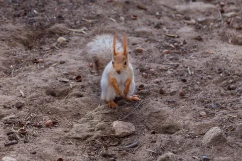 A red squirrel on the ground nibbles nuts in a nearby Park in Saint Petersburg. Stock Photos