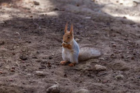 A red squirrel on the ground nibbles nuts in a nearby Park in Saint Petersburg. Stock Photos