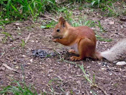 Red squirrel on the ground Stock Photos