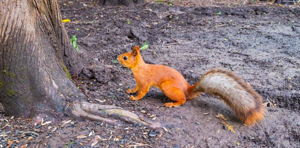 Red squirrel on the ground Stock Photos