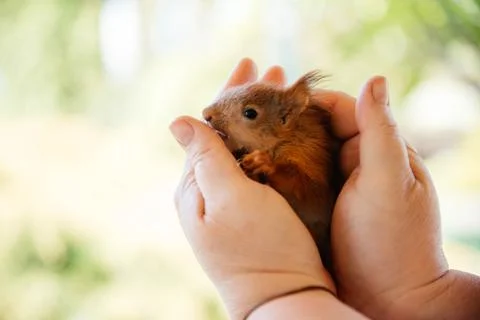 Red squirrel in the hands of a man on a blurred background. Baby squirrel rescue Stock Photos