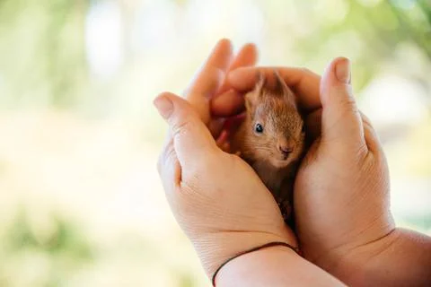 Red squirrel in the hands of a man on a blurred background. Baby squirrel rescue Stock Photos