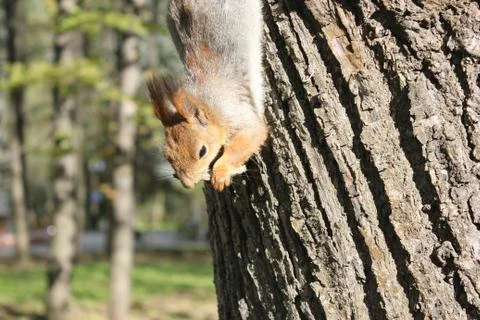 A red squirrel that hangs from a tree and nibbles a nut Stock Photos