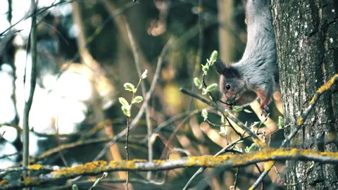 Red squirrel hangs upside down on a tree and eats alder flowers. Spring, forest Stock Footage 139661215