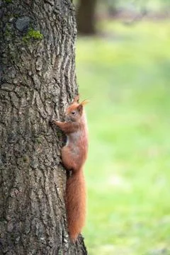 Red Squirrel haning on side of tree, on a spring day Foto stock
