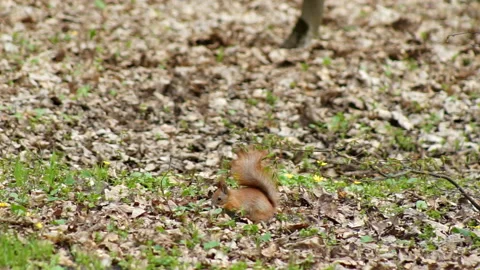The red squirrel happily gnaws the nut Stock Footage 155356817