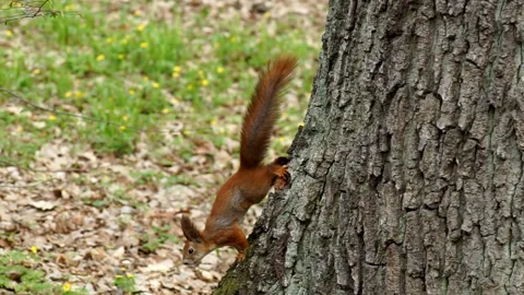 The red squirrel happily gnaws the nut Stock Footage 155357205