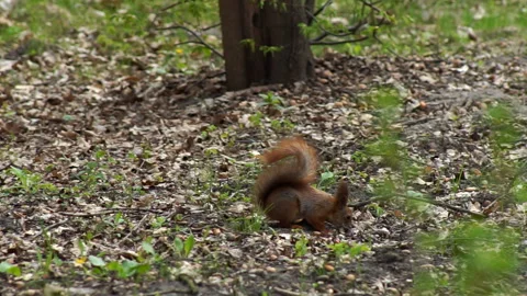 The red squirrel happily gnaws the nut Stock Footage 155357243