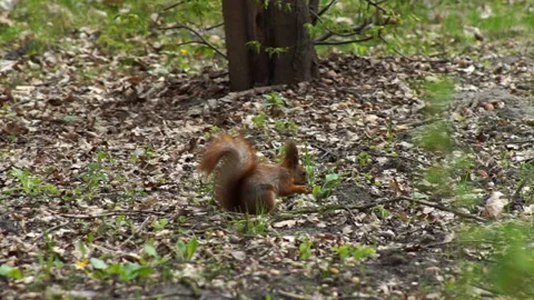 The red squirrel happily gnaws the nut Stock Footage 155357389