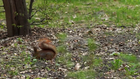 The red squirrel happily gnaws the nut Stock Footage 155357557