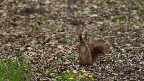 The red squirrel happily gnaws the nut Stock Footage 155357630
