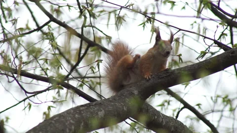 The red squirrel happily gnaws the nut Stock Footage 155357839