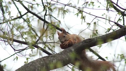 The red squirrel happily gnaws the nut Stock Footage 155358209