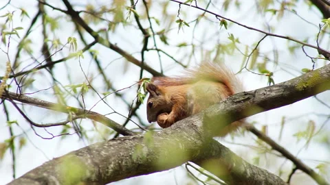 The red squirrel happily gnaws the nut Stock Footage 155358294