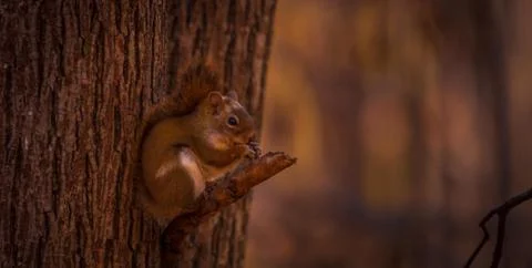 Red squirrel having a snack on the go. Stock Photos