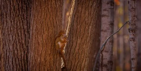 Red squirrel having a snack on the go. Stock Photos