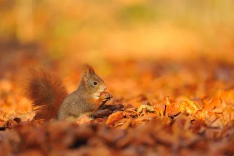 Red squirrel with hazelnut on red and orange fallen leafs Stock Photos