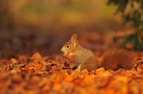 Red squirrel with hazelnut on red and orange fallen leafs Stock Photos
