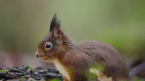 Red squirrel head raised on mossy patch with ears pointed whiskers forward in Stock Footage 318946473