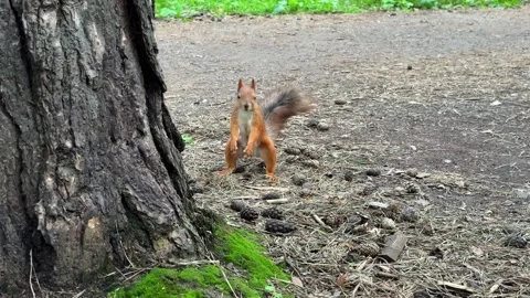 A red squirrel hides seeds under a tree and runs away. 4K footage Stock Footage 340958331
