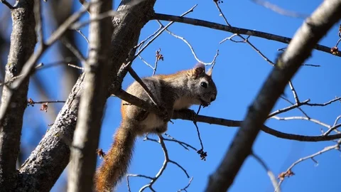 Red squirrel up high in a tree. Stock-Footage 94155873