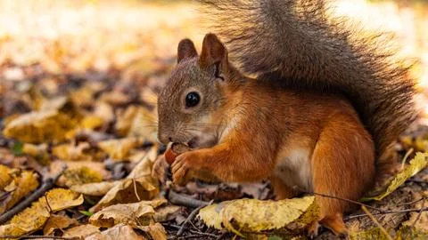 Red squirrel holding a hazelnut in its paws, close-up portrait Stock Photos