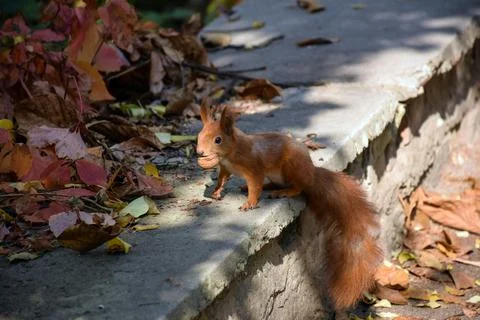 A red squirrel holds a walnut in its teeth and runs along the curb Stock Photos