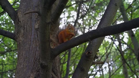 A red squirrel hurriedly eats a walnut kernel in a tree, listens fearfully. Stock Footage 240867214