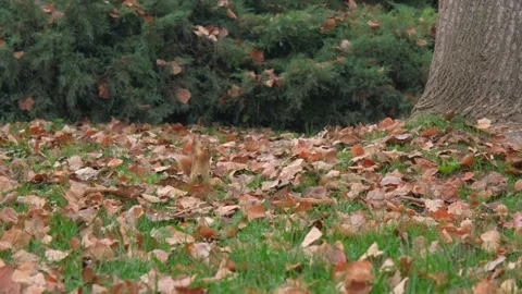 Red squirrel inside the dried leaf and autumn, Stock Footage 165152164