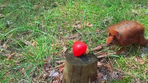 Red squirrel interacting with red apple in forest Stock Footage 318844244
