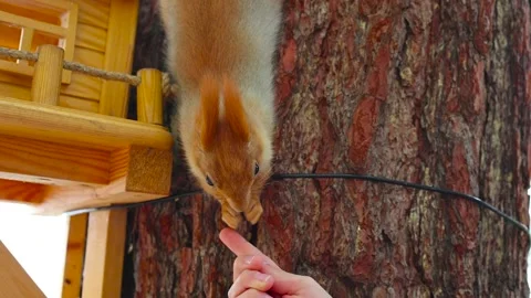 Red squirrel in its natural environment takes food from a child's palm and eats Stock Footage 221341659