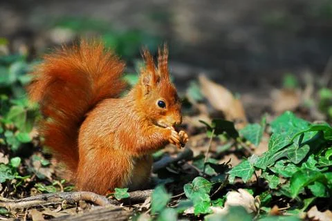 Red squirrel in ivy Stock Photos